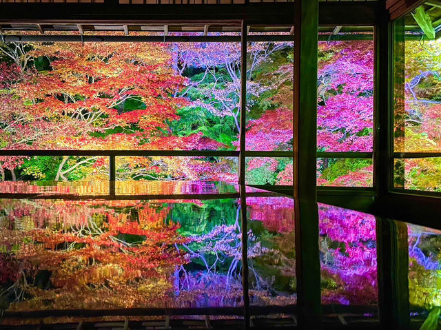 【京都】幻想的すぎるライトアップされた絶景紅葉