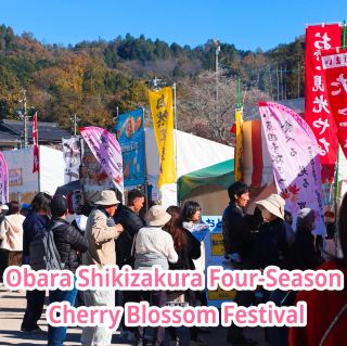 Obara Shikizakura Four-Season Cherry Blossom