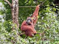 Experiencing Semenggoh Wildlife Centre