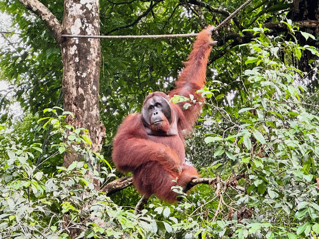 Experiencing Semenggoh Wildlife Centre