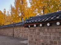 The almighty old gingko tree turns yellow at Gyeongbukgung