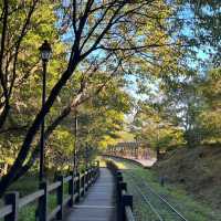 Explore the magical Alishan, Taiwan