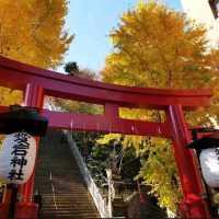 秋日的金色盛宴：明治神宮銀杏美景