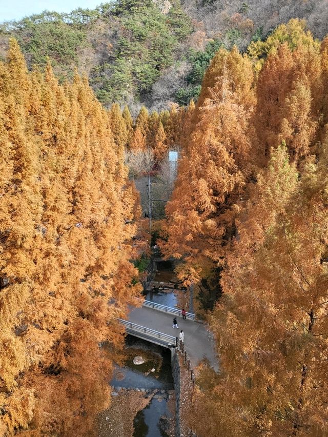 국내 최고의 메타세콰이어명소 장태산휴양림