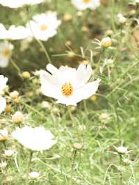 【福井県】東京ドーム4個分のコスモス畑🌼