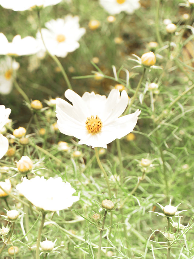 【福井県】東京ドーム4個分のコスモス畑🌼
