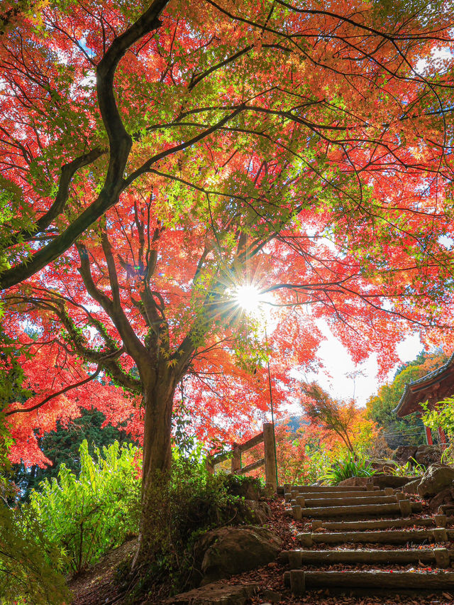 📍 【栃木】紅葉が素晴らしいお寺