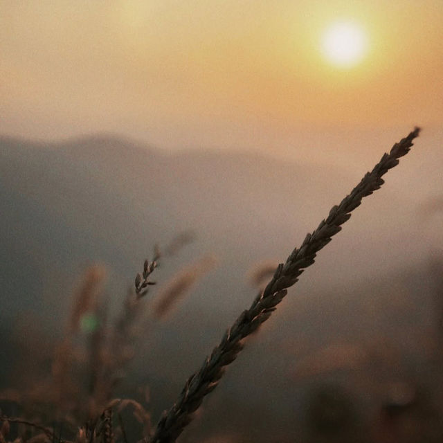 จ่าเล็ก ห้วยกุ๊บกั๊บ โฮมสเตย์ - แม่แตง⛰️✨