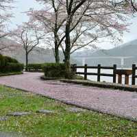 日本中部賞櫻 - 惠那峽