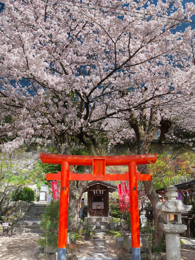 Sacred Beauty in Bloom: Kitano Tenman Shrine During Sakura Season