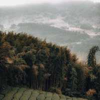 阿里山茶園：不容錯過的隱藏秘境