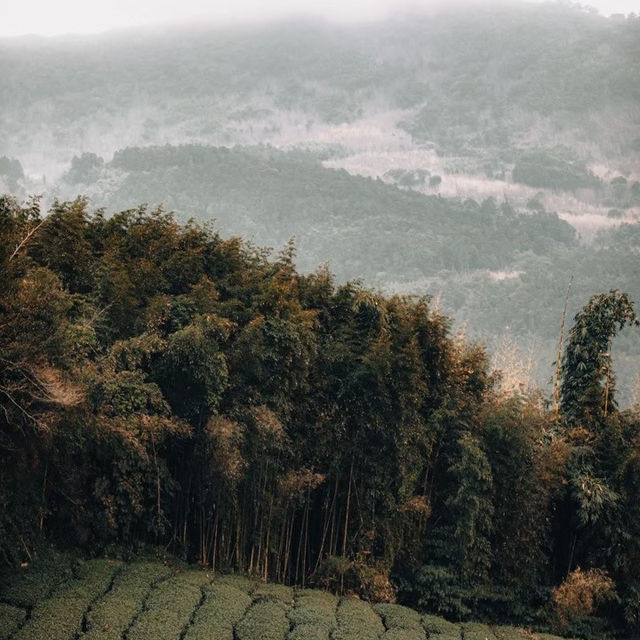 阿里山茶園：不容錯過的隱藏秘境