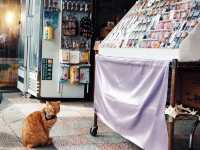 ปล่อยโคมลอยย่านเมืองเก่าที่  Shifen Old Street