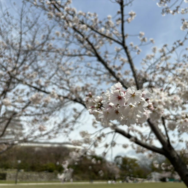 櫻花季的姬路城之旅
