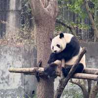 A Must-Visit for Panda Lovers 🐼