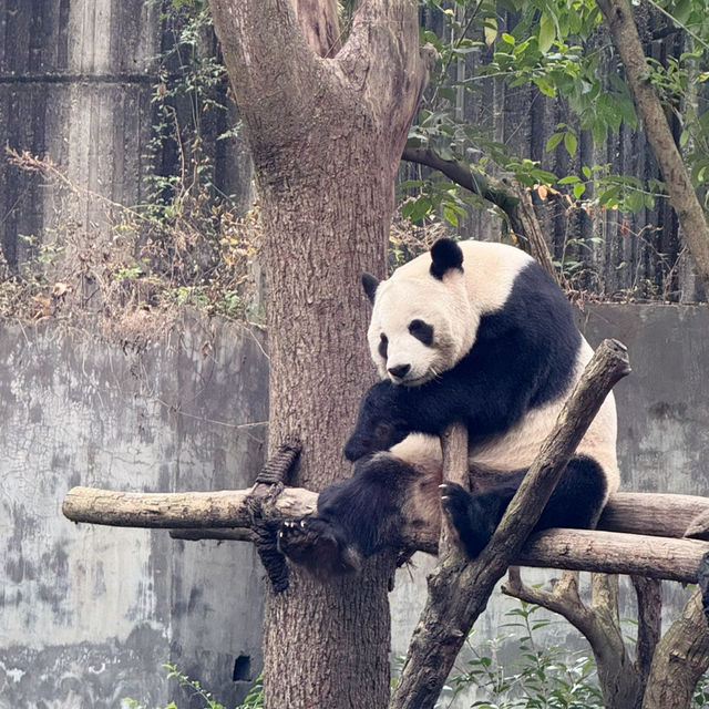 A Must-Visit for Panda Lovers 🐼