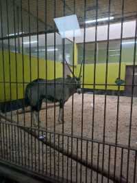 首爾親子遊 - 首爾動物園