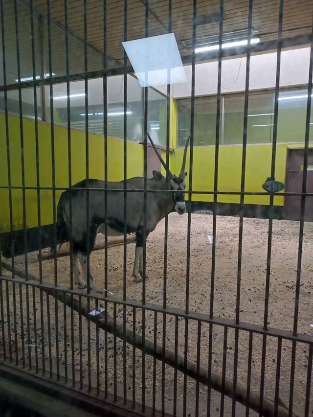 首爾親子遊 - 首爾動物園