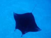 Diving in Palau 