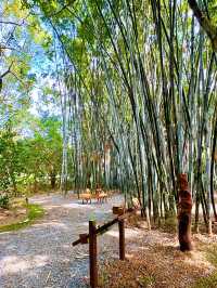 珠海永豐古樹公園：探索自然與歷史的綠色秘境🌳