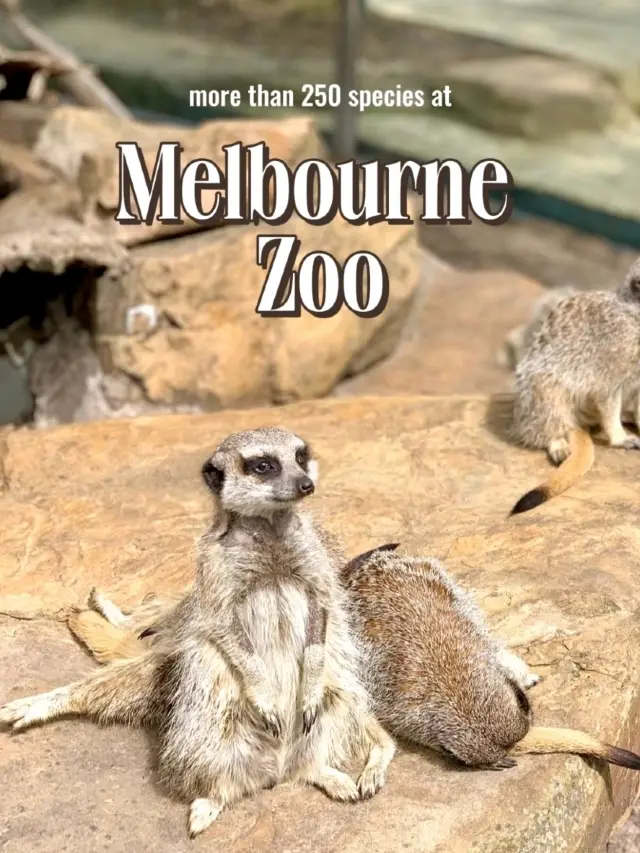 Let's go to Melbourne Zoo 