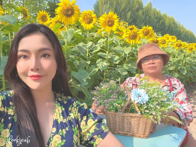 ถ่ายรูปเล่นกับทานตะวัน ถึงแม้จะคอตกแล้วแต่ก็สวย