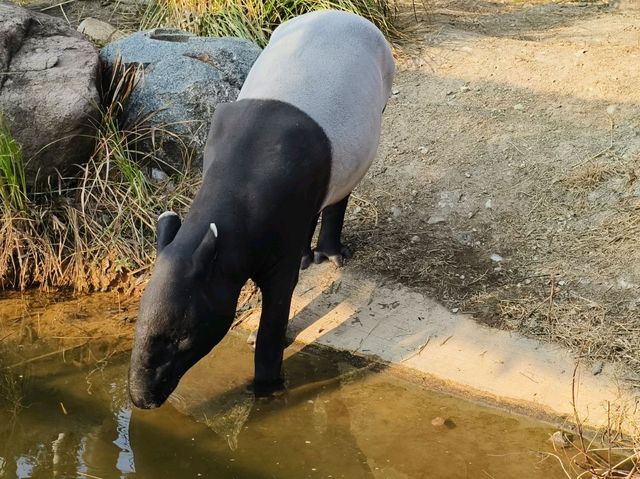 神戶動物王國