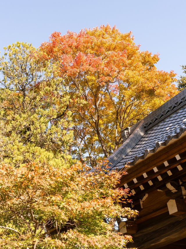 【埼玉県/川越】桜だけじゃない！中院の魅力