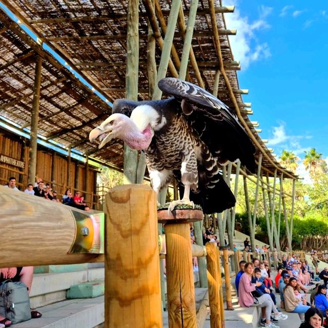 穿越三大洲的動物旅程
