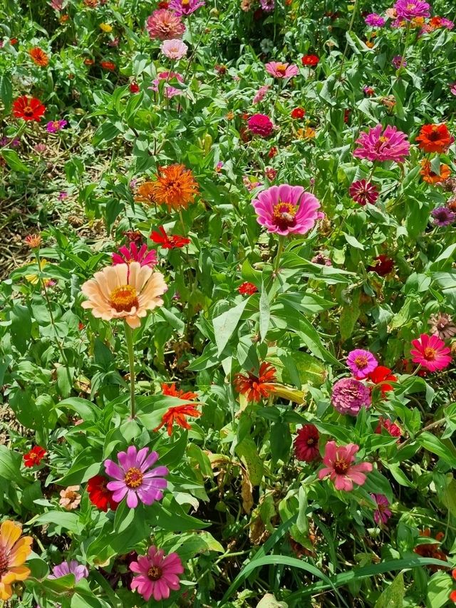 코스모스와 백일홍이 가득한곳🪻🌷🌺🌻