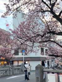 ซากุระ 2025 ที่ Atami Shizuoka 🌸