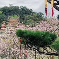 台北｜指南宮櫻花盛開，美不勝收
