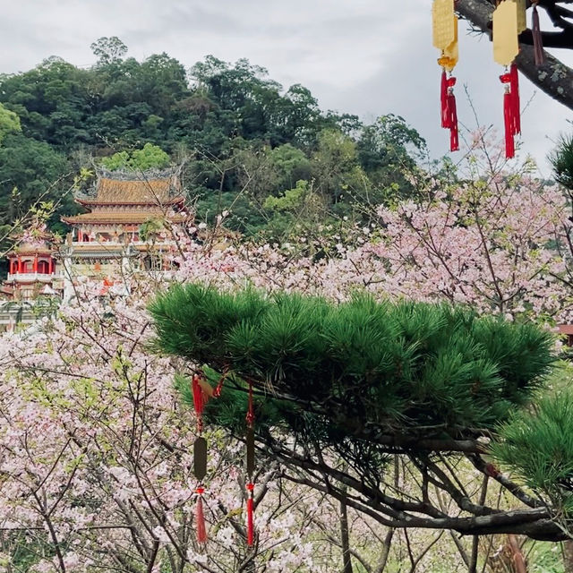 台北｜指南宮櫻花盛開，美不勝收