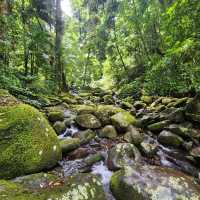 Enchanting Journey: Toolona Creek Circuit Hike