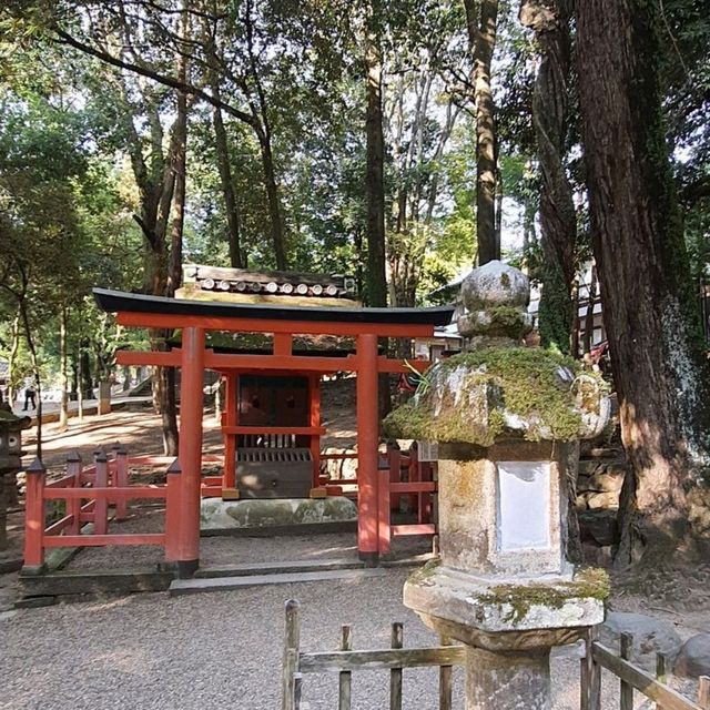 日本奈良春日大社，神明與小鹿的約會