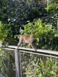 Nature walk with the Wildlife at Mandai