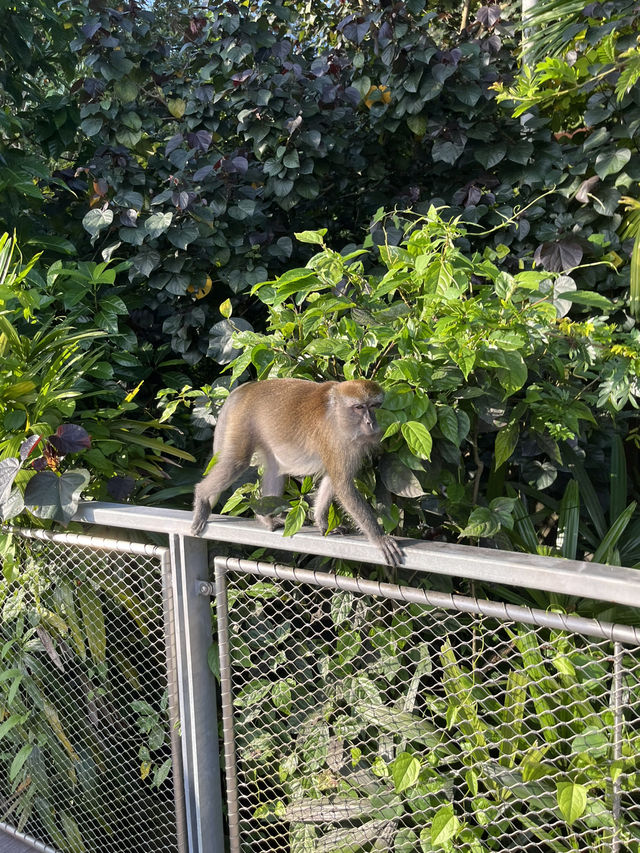 Nature walk with the Wildlife at Mandai