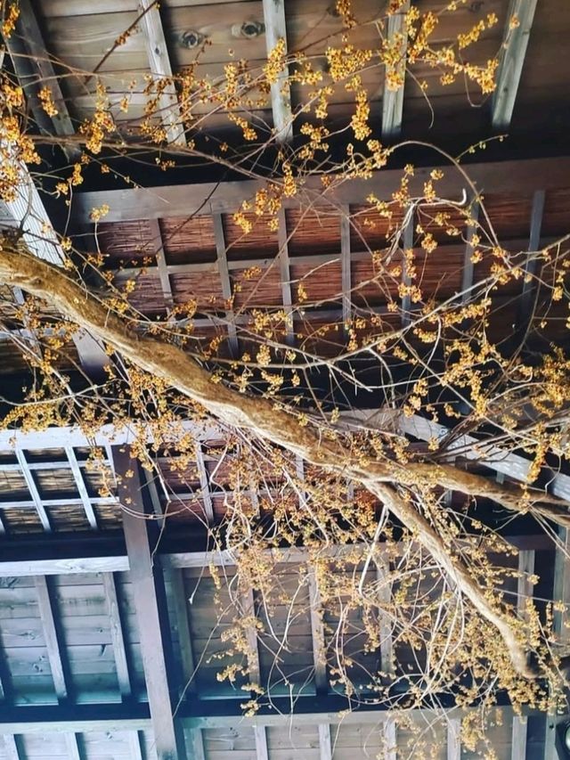地鶏を炭火で焼いていただく