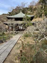 【鎌倉×初春日帰り旅】  「花の寺」として有名  梅の名所