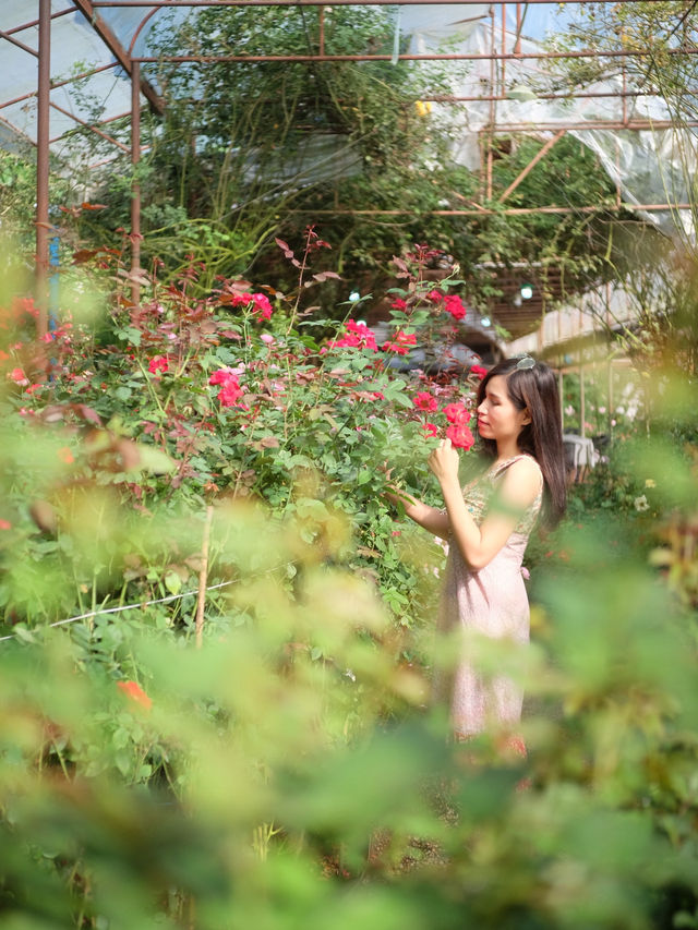 พาไปชมสวนกุหลาบหลวง 🌹ที่เชียงใหม่