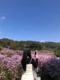 개미취꽃