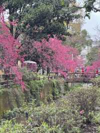 中壢莒光公園｜市區賞櫻花🌸的好地點｜寵物友善景點
