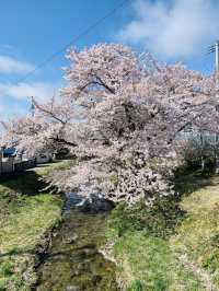 Kannonji River ซากุระริมน้ำสุดโรแมนติกแห่งฟุคุชิมะ