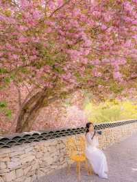 부산 근교 겹벚꽃 명소 모음🌸