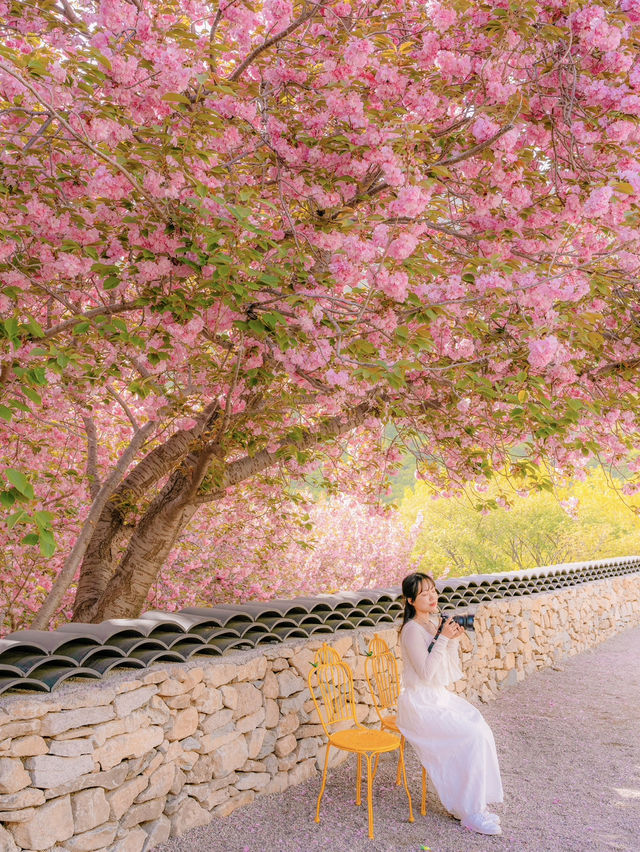 부산 근교 겹벚꽃 명소 모음🌸