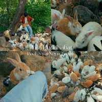 ไปทำบุญที่วัด แล้วให้อาหารน้องกระต่ายกัน 🐰🙏🏻