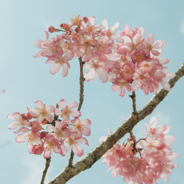 武嶺🌸櫻花的味道
