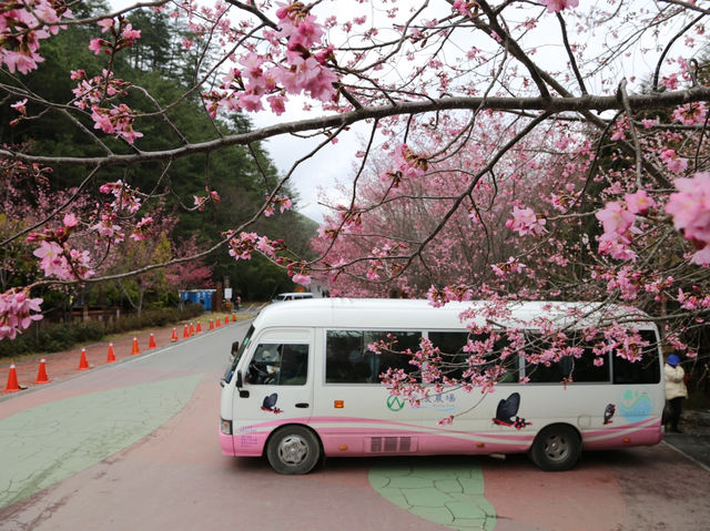 台中🌸 武陵農場櫻花，粉色浪漫爆擊！🌸 漫步花海，捕捉最美瞬間！📸💖