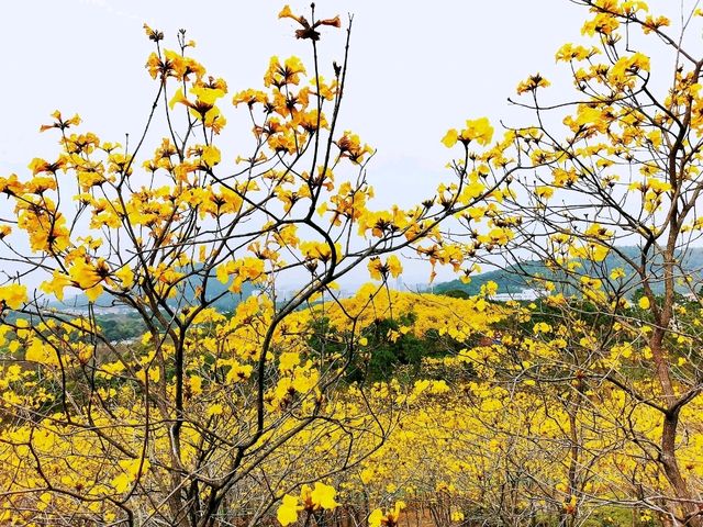 走進童話世界•中山雲梯山花海