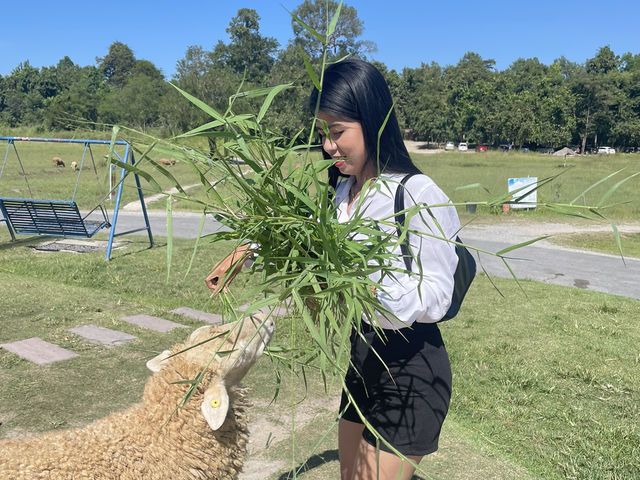 ฟาร์มแกะห้วยตึงเฒ่า 🐑